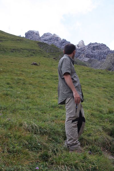 cervi nel parco nazionale svizzero